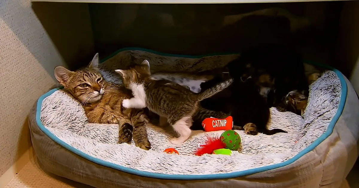 These Kittens Are a Whole New Level of Cute