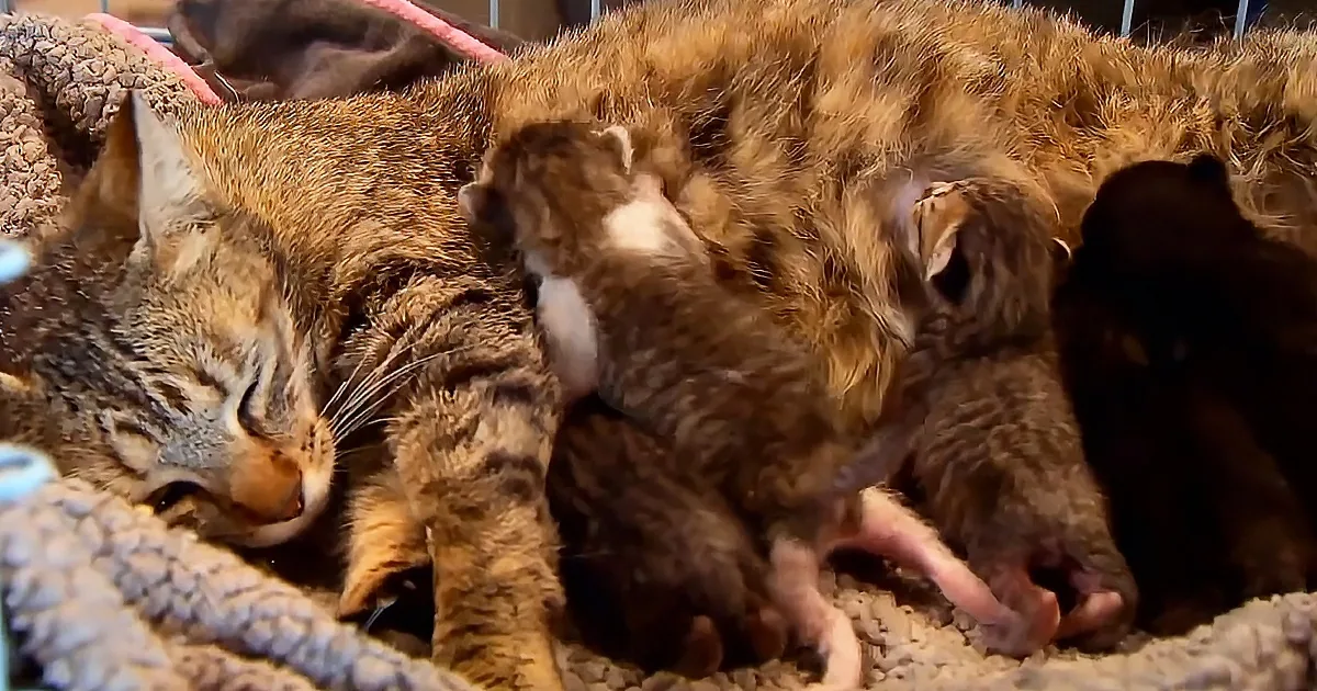 A tabby cat is nursing her kittens, nestled together in a cozy, soft environment.