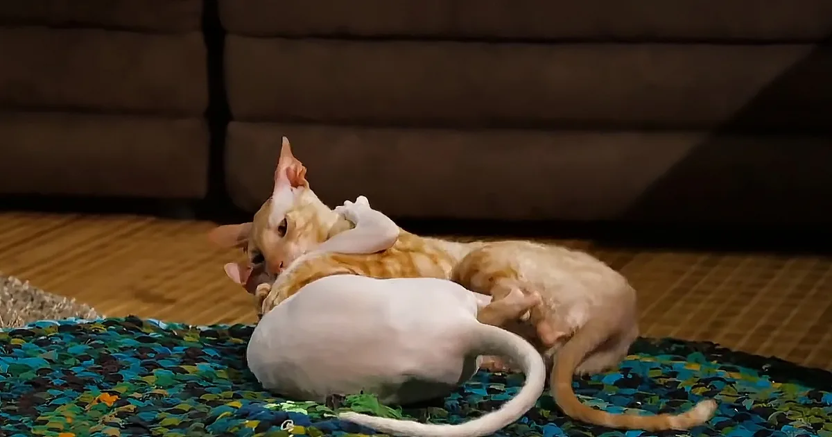 Two hairless cats, one white and one orange, are playfully interacting on a colorful rug.