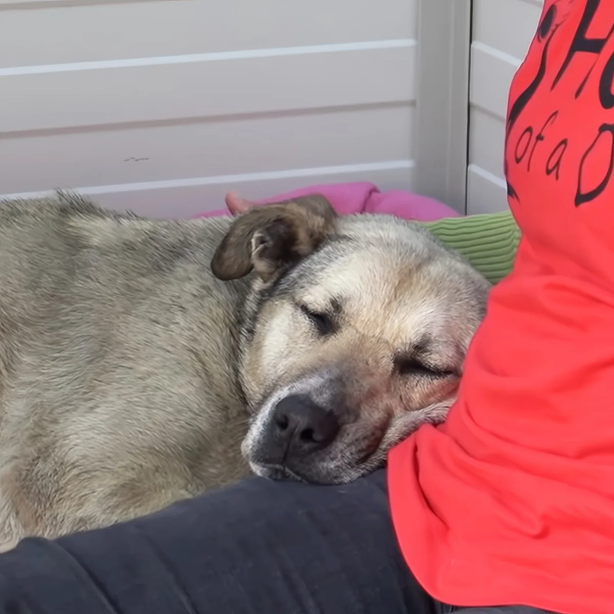 Senior stray dog 