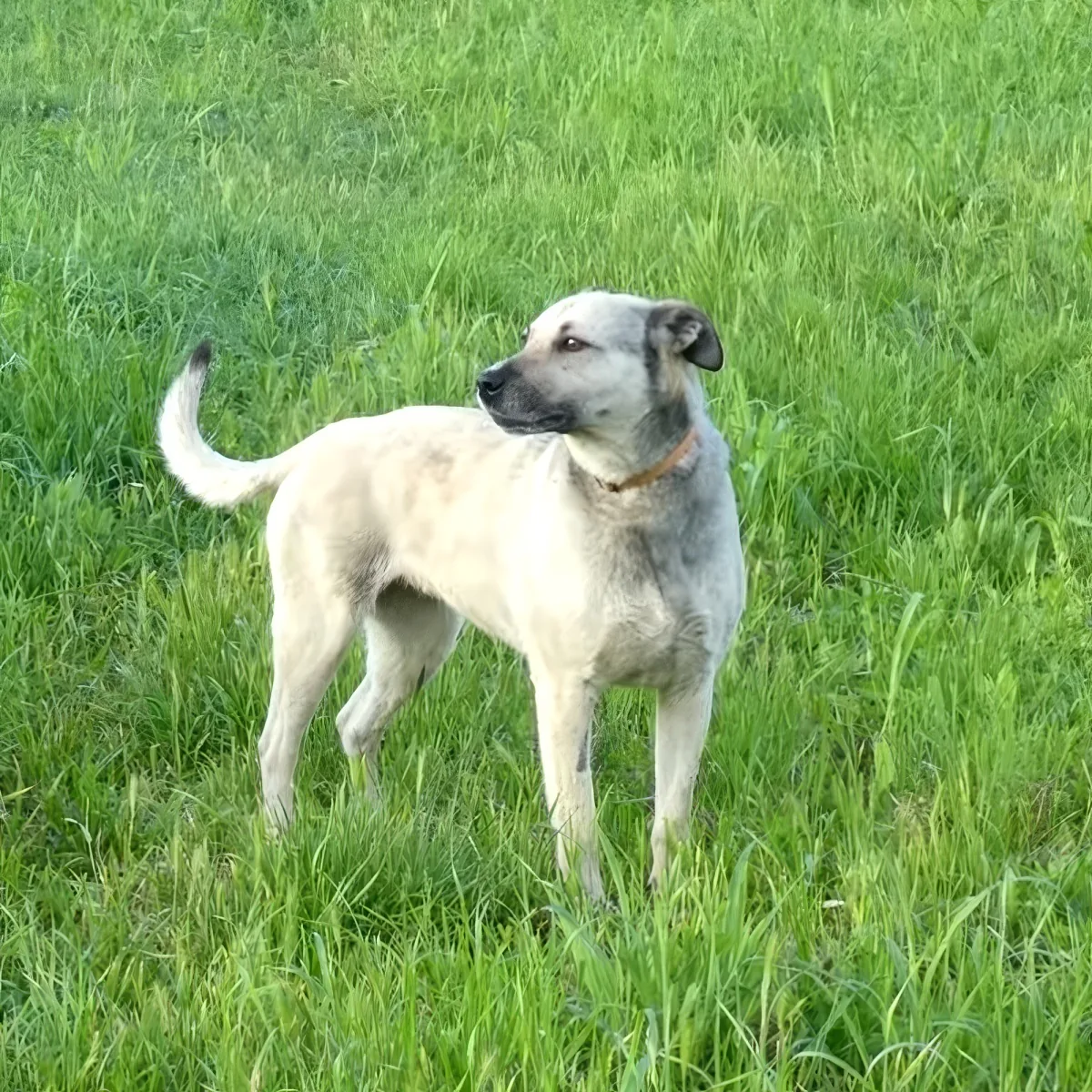 Senior stray dog