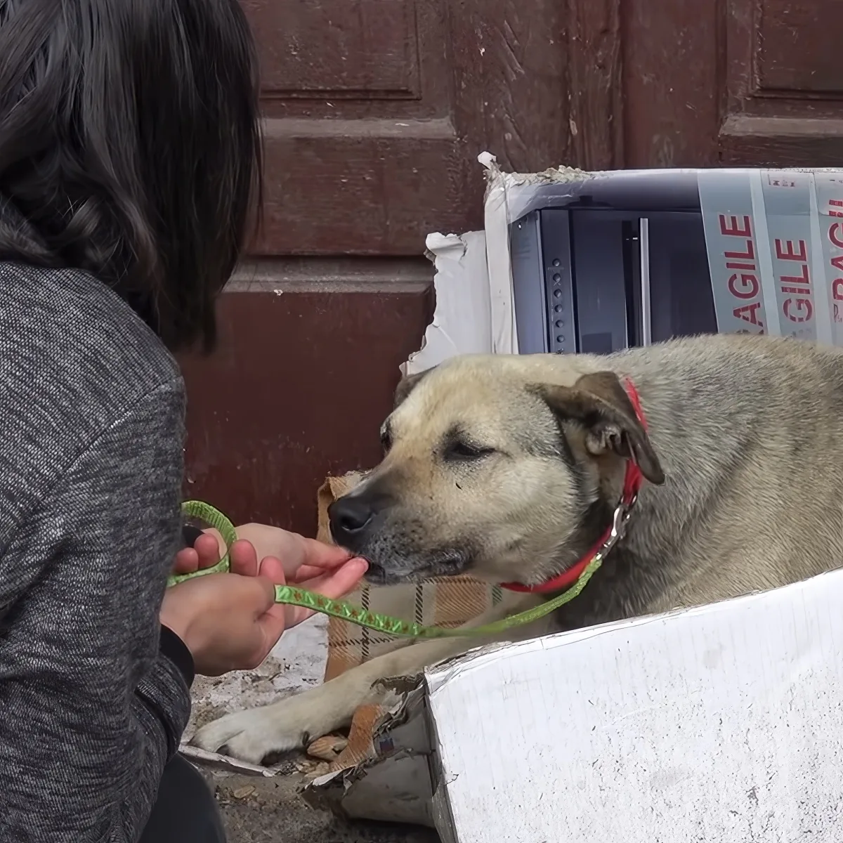 Senior stray dog