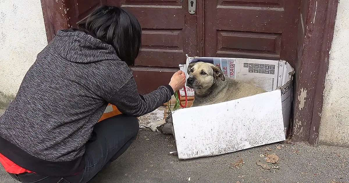 Senior Stray Dog Rescued After Years on the Street