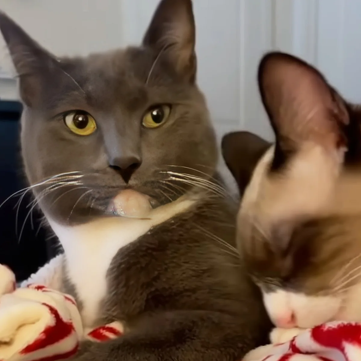 A gray cat with yellow eyes and white markings is lying on a red and white blanket, looking directly at the camera.