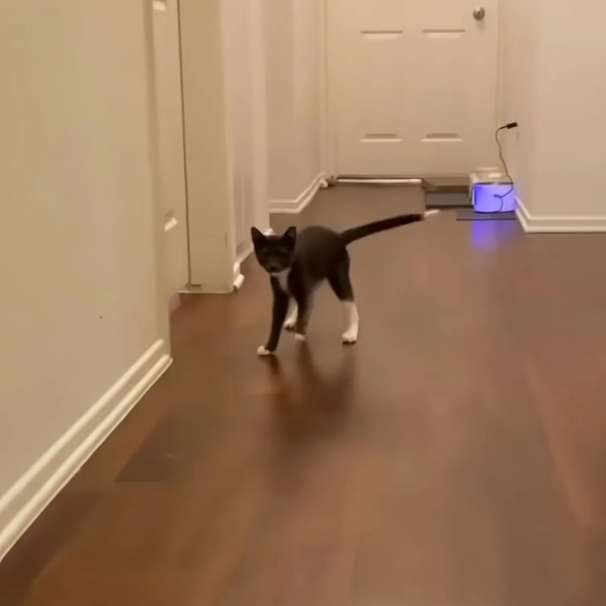 A gray and white cat walks on a wooden floor towards a door with a glowing blue object nearby.