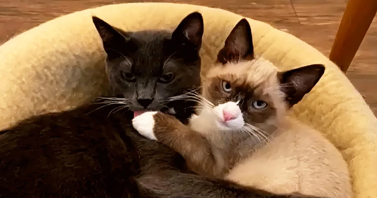 Woman Gives Special Needs Cat an Emotional Support Cat