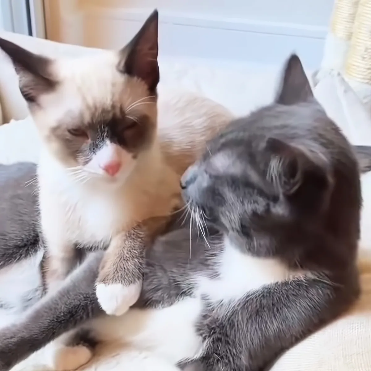 Two cats, one white and brown, the other gray and white, are interacting closely, with the gray cat appearing to nuzzle...