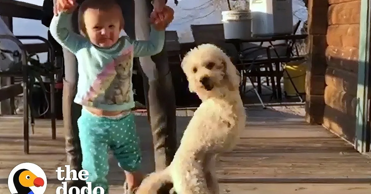 Two-Legged Poodle Rescued by Owner Encourages Baby Sister to Walk