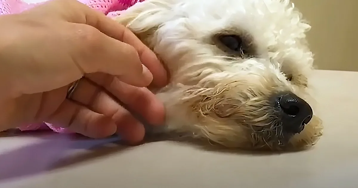 A fluffy white dog with a black nose is being petted by a hand.
