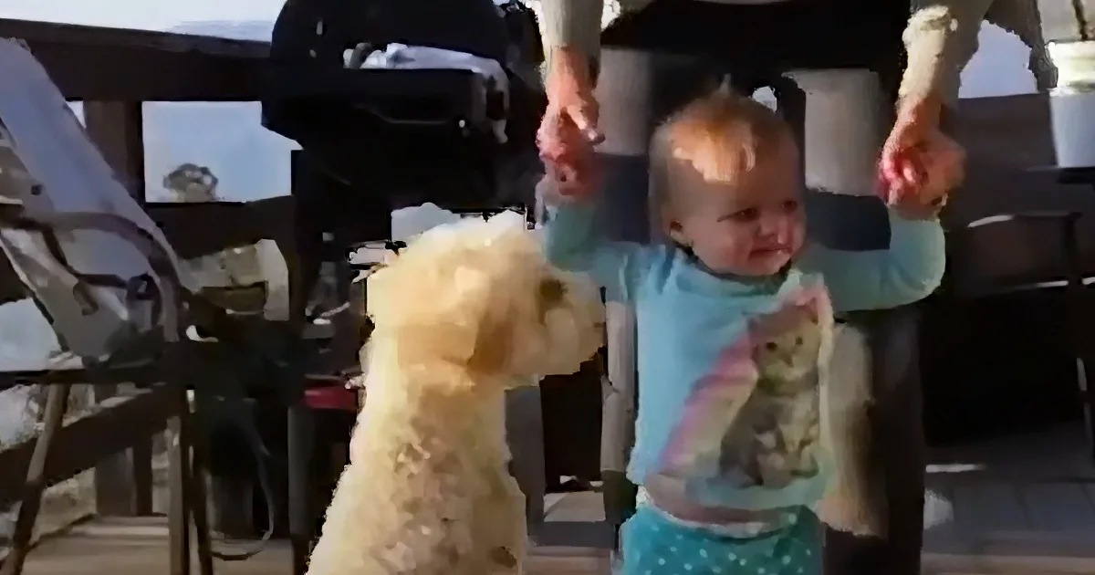 Poodle and baby