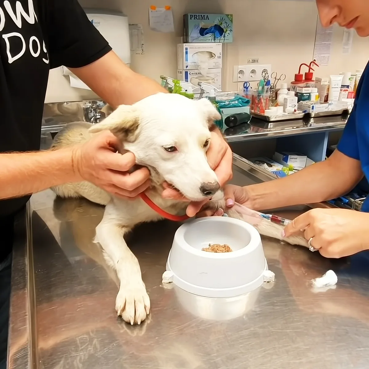 A white dog being examined by two people in a veterinary setting.