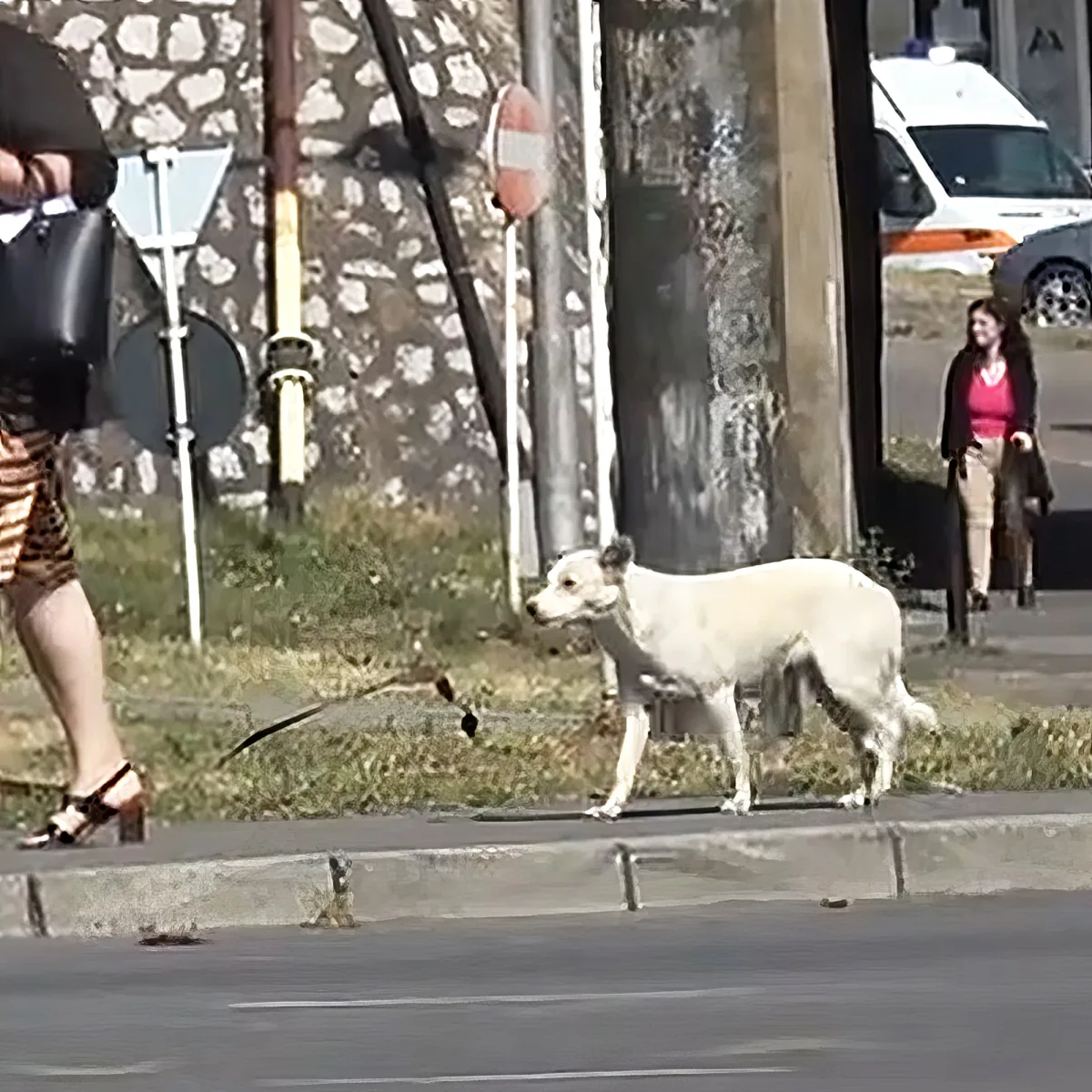 A white dog on a leash walks on a sidewalk near a stone wall and a person in shorts.