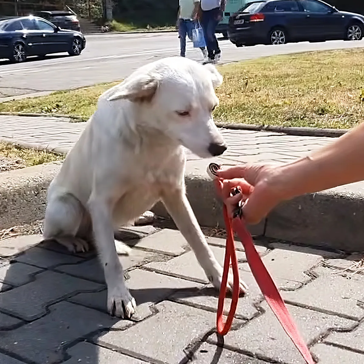 A white dog sits on a cobblestone sidewalk, looking at a hand holding a red leash.