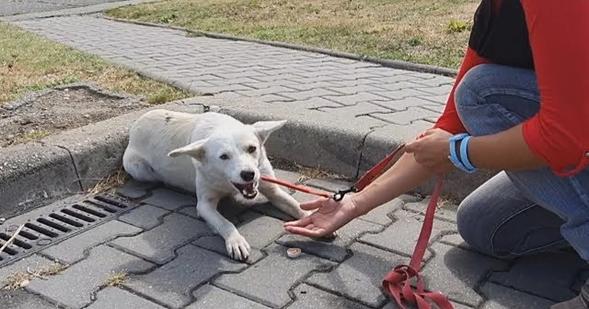 Homeless Dog Follows People on Street Until Someone Rescues Her
