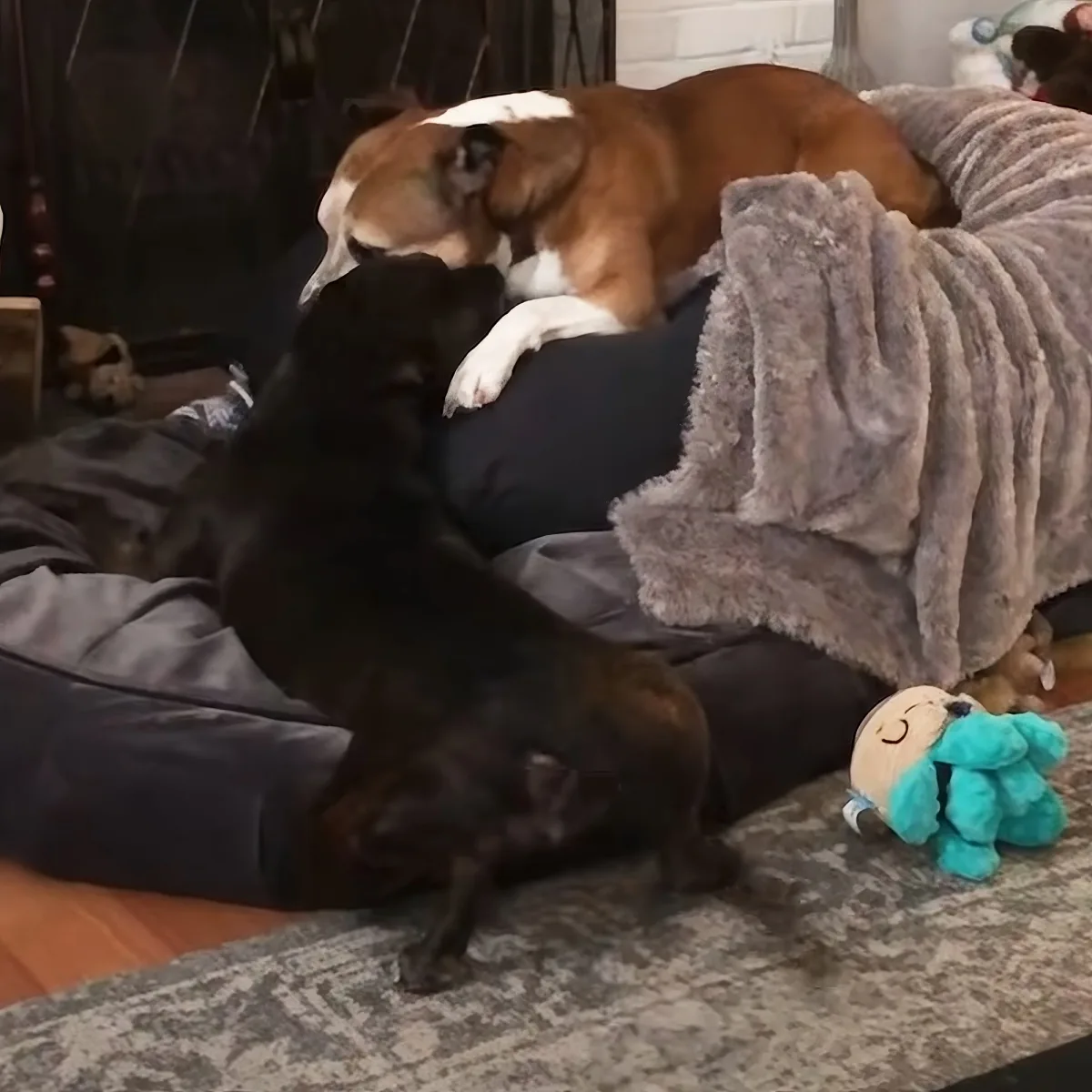 A brown and white dog rests on a person's lap, while a black dog sits nearby, both on a couch with a blanket and a toy.