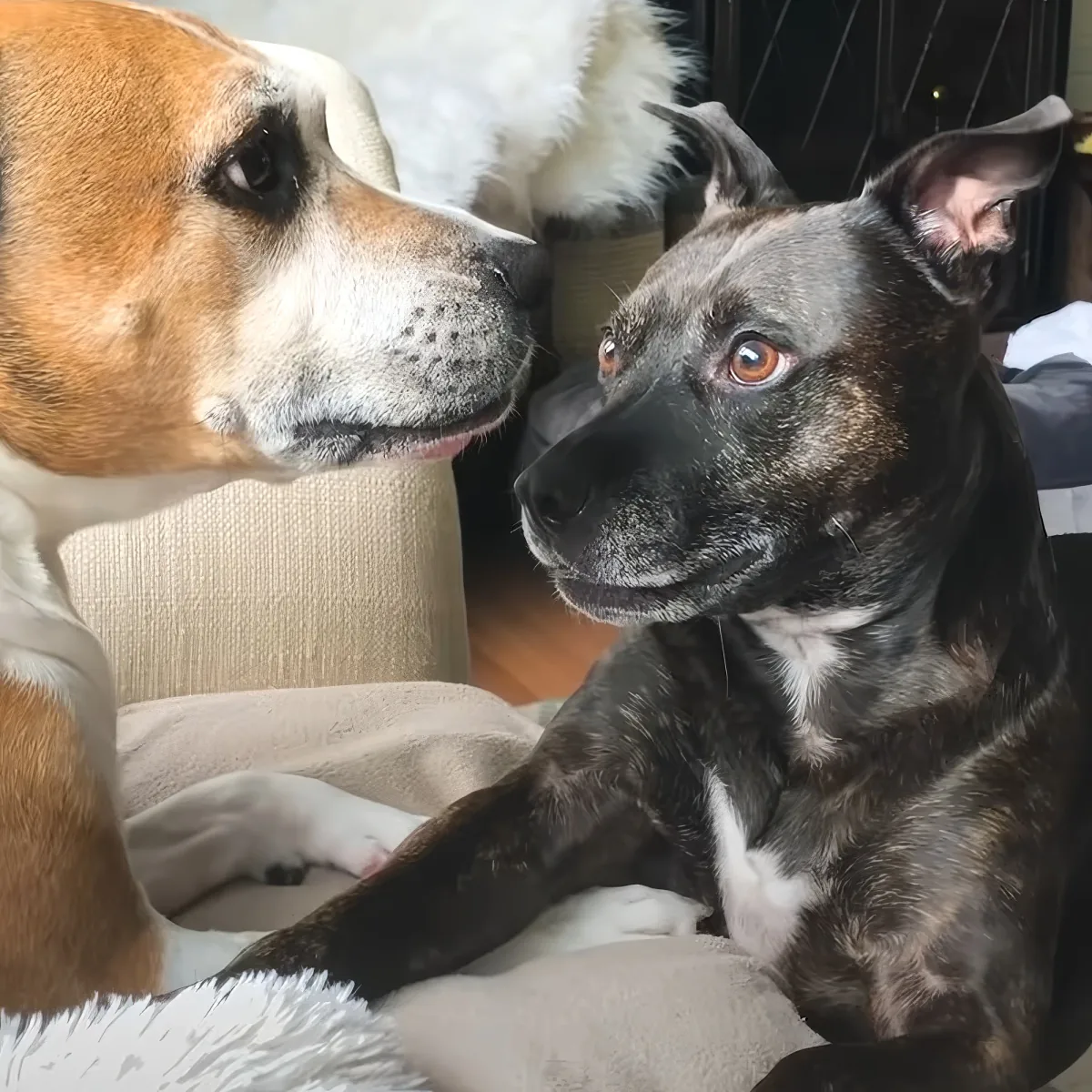 Two dogs, one brown and white, the other black and white, are interacting closely, with the brown dog appearing to lick...