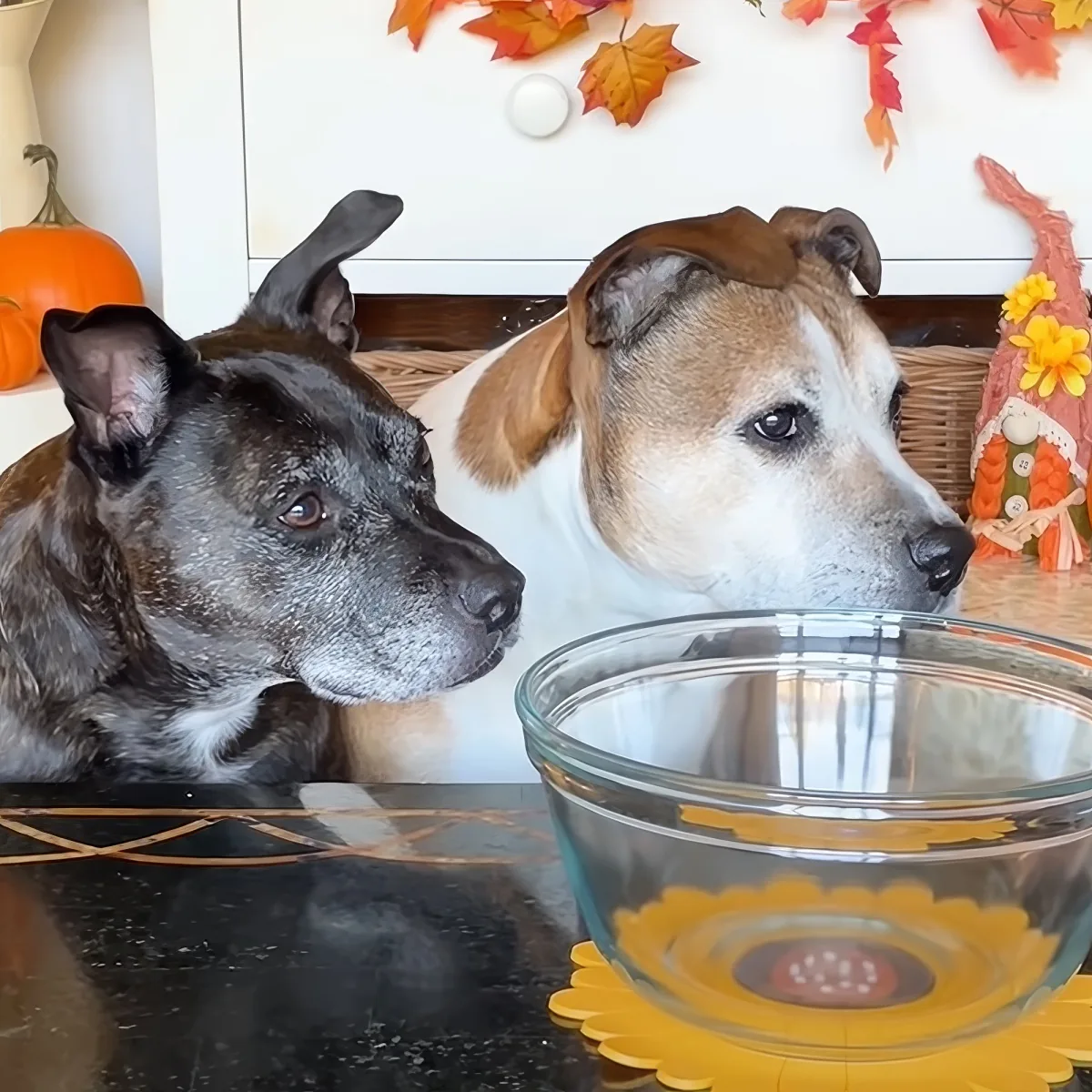 Two dogs, one gray and one brown, sit attentively in front of a glass bowl on a table, surrounded by autumn decorations.