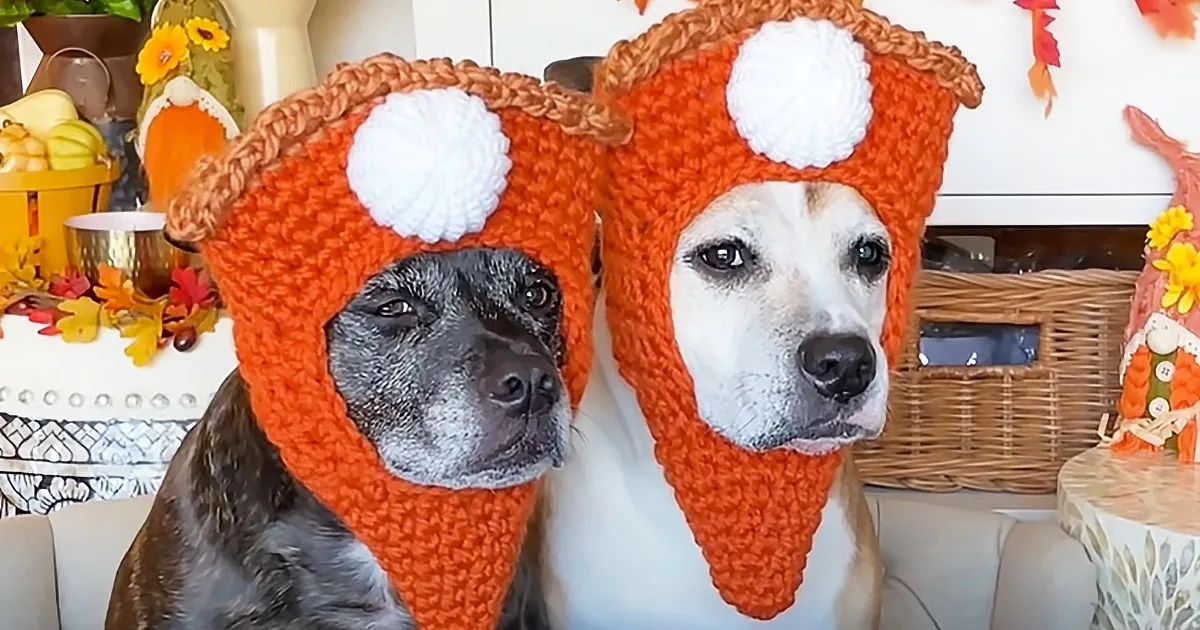 Pittie Sisters Wear Adorable Hats While Sharing Snacks