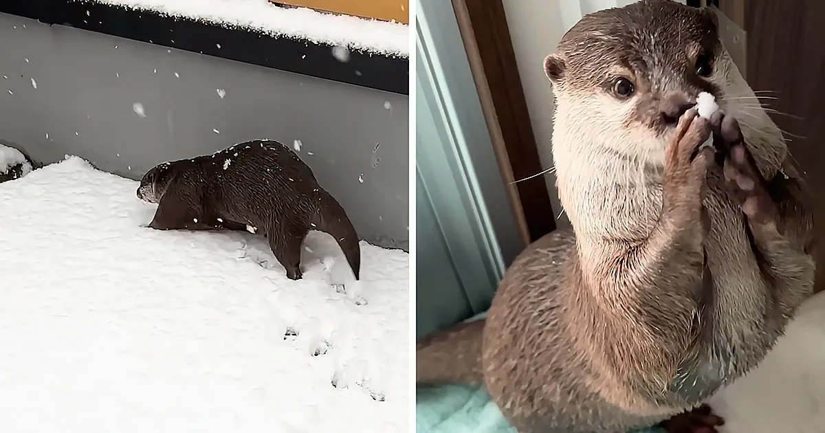 Otters Fascinated by First Snowfall, Bring Snow Into House to Play