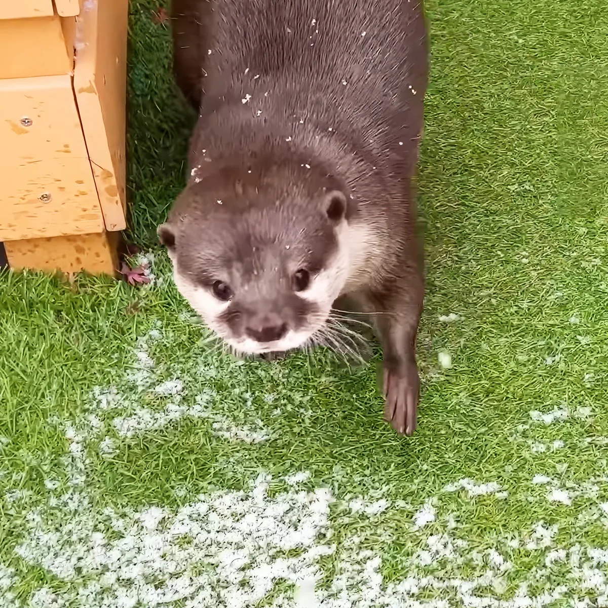 An otter stands on grass with snowflakes, looking directly at the camera.