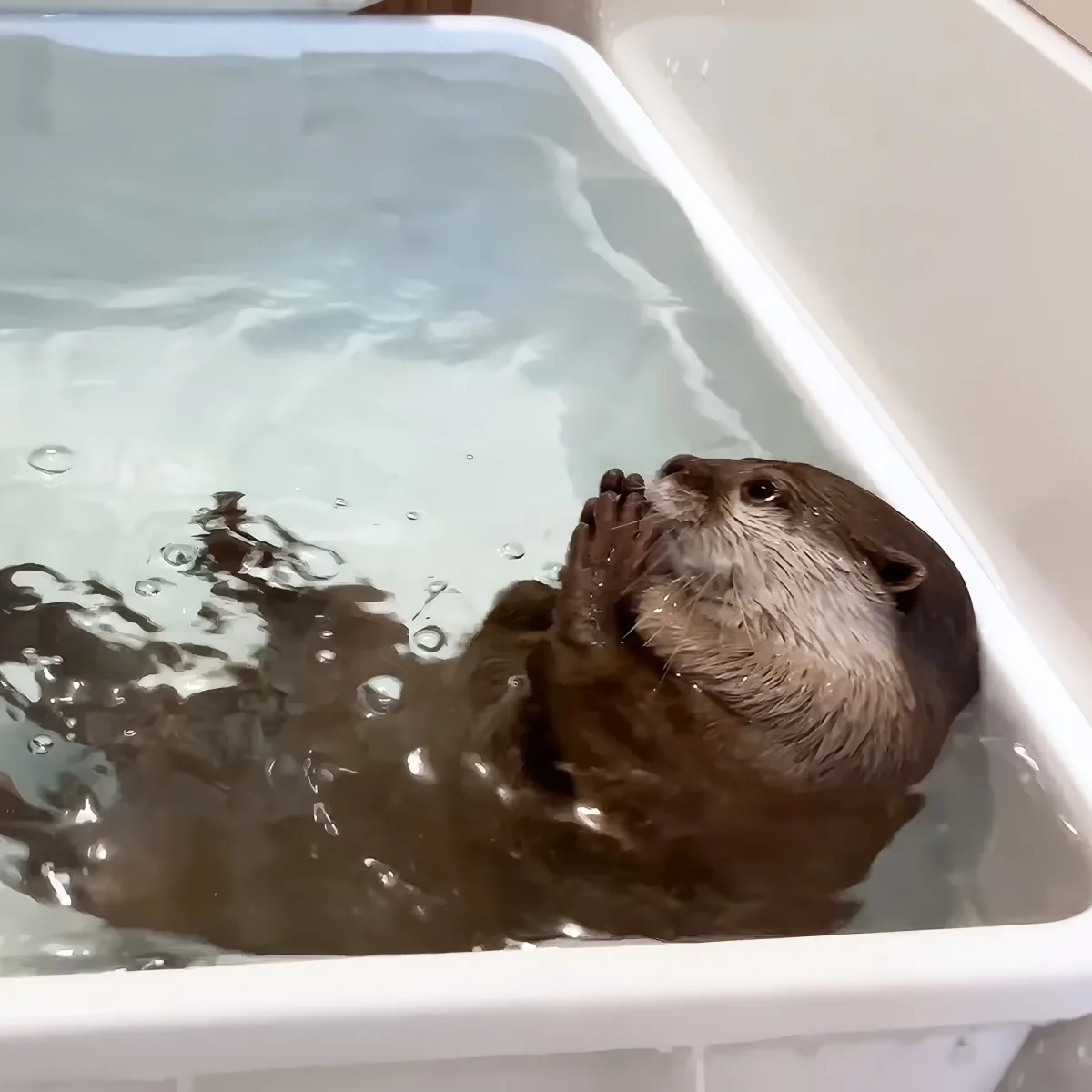 An otter is swimming in a white container filled with water, its front paws raised.