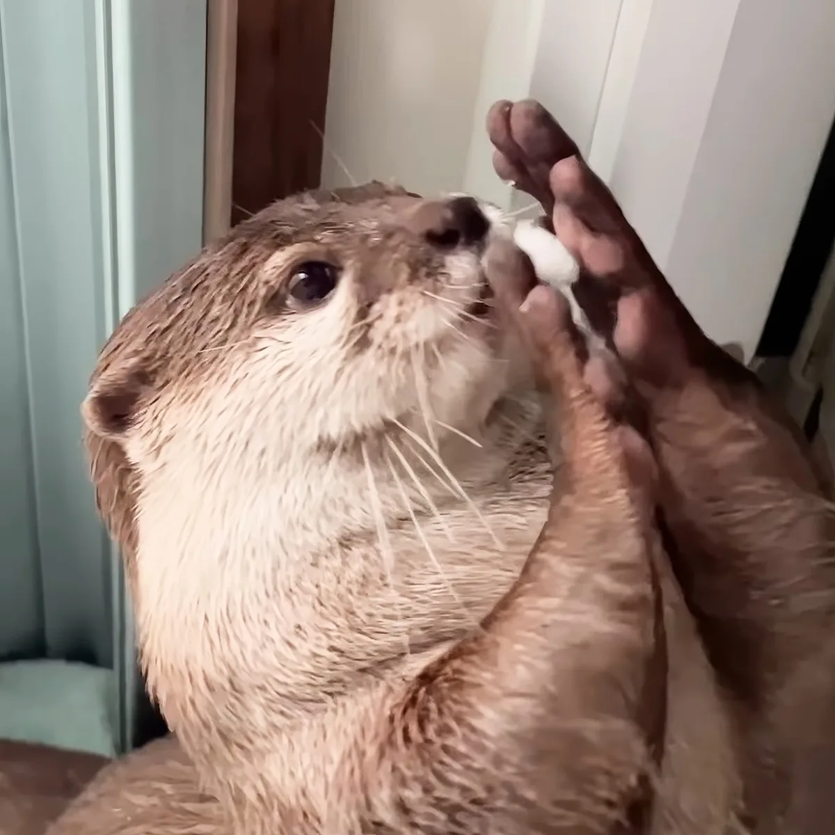 A wet otter being gently held and petted by a person's hand.