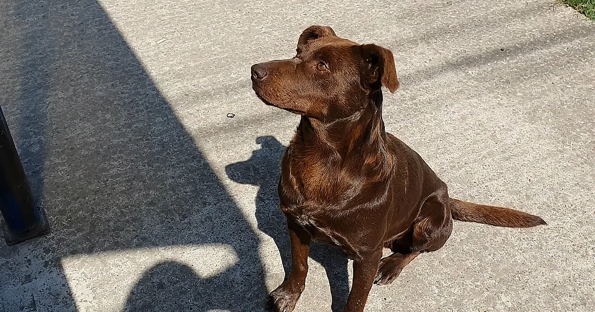 Friendly Stray Dog Rescued After Waiting in the Same Place Everyday