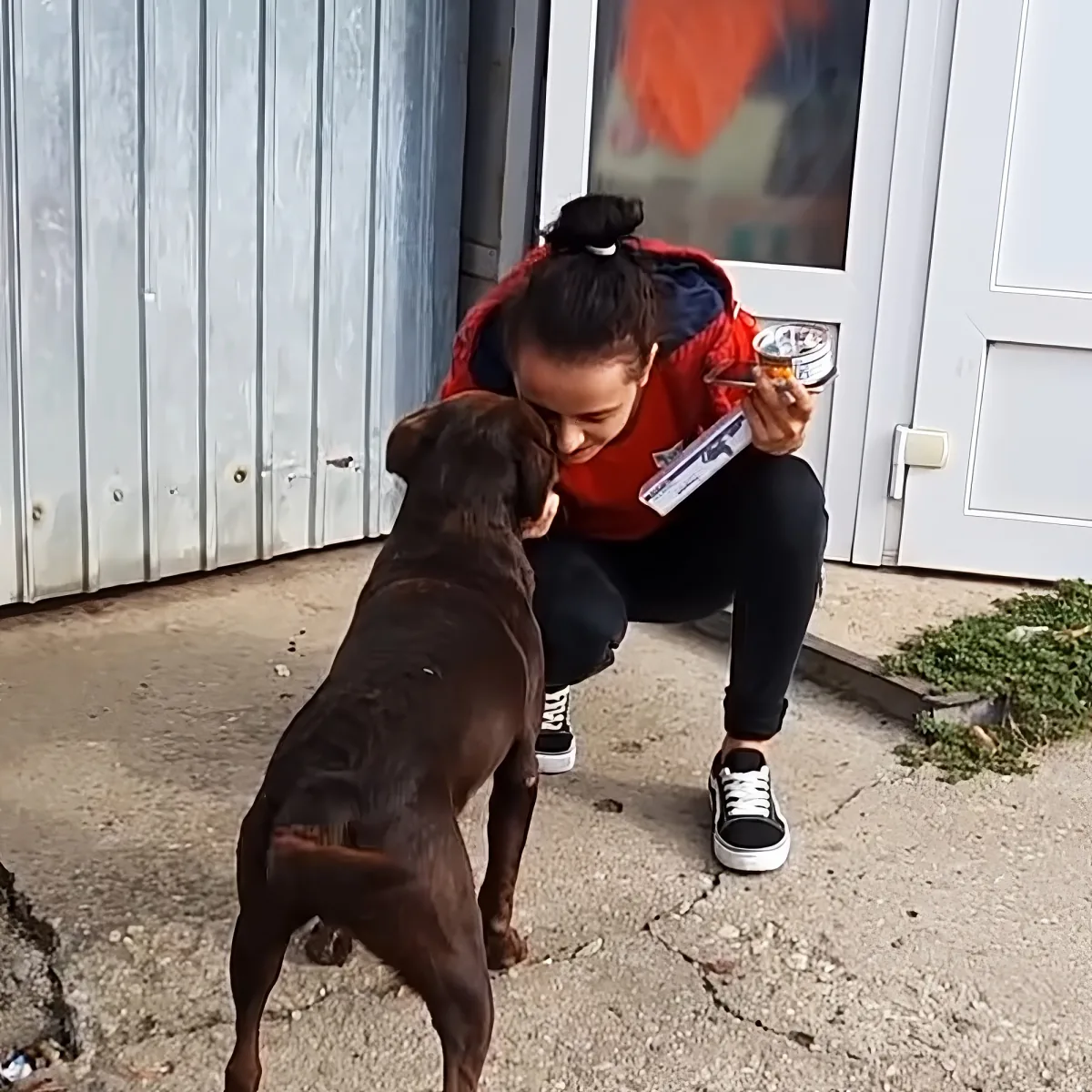 Friendly stray dog