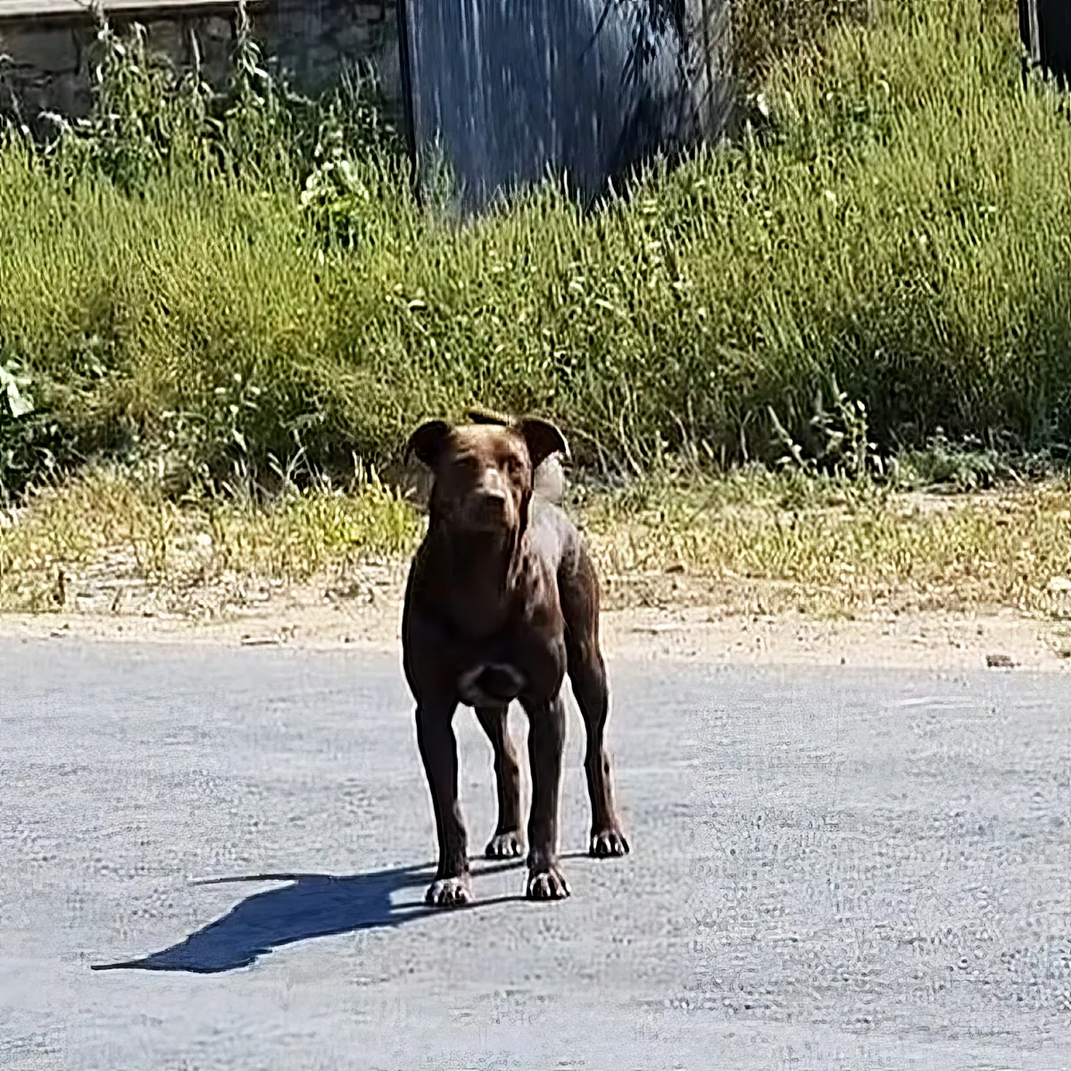 Friendly stray dog