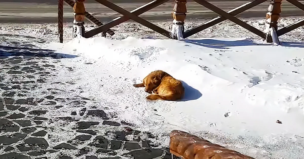 A golden dog lies in a snowy patch under a wooden railing on a stone-paved surface.