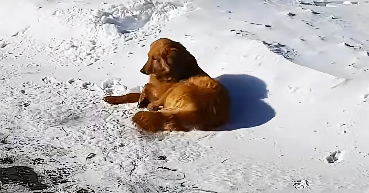 A golden retriever dog is lying on a snowy ground, casting a shadow.