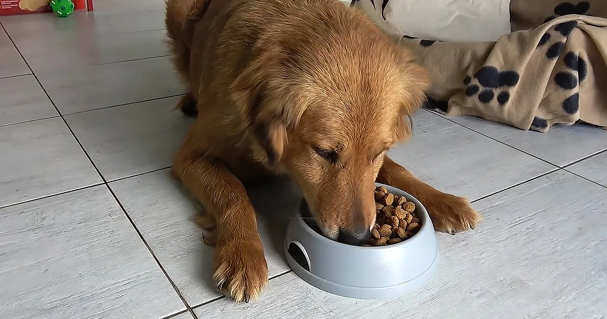 A golden retriever is eating dog food from a bowl on a tiled floor.