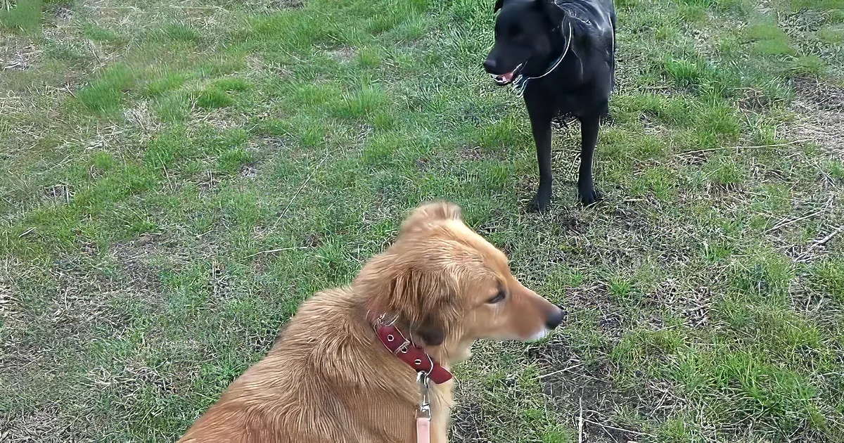 A golden retriever sits on grass, looking at a black dog standing nearby.