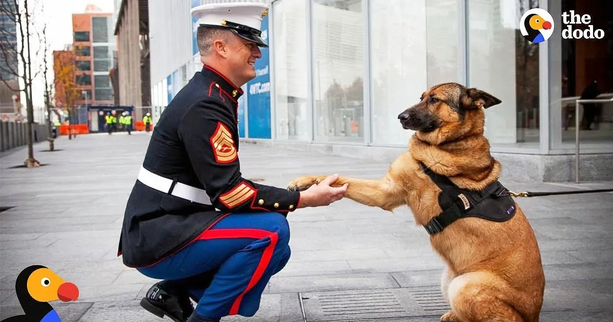 Soldiers Come Home to Dogs in Heartwarming Homage to Man''s Best Friend