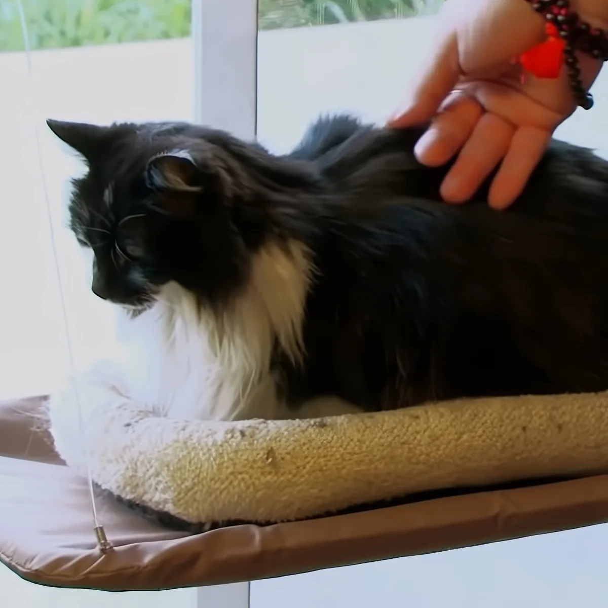 A black and white cat with long fur is being petted on a cat bed by a person.