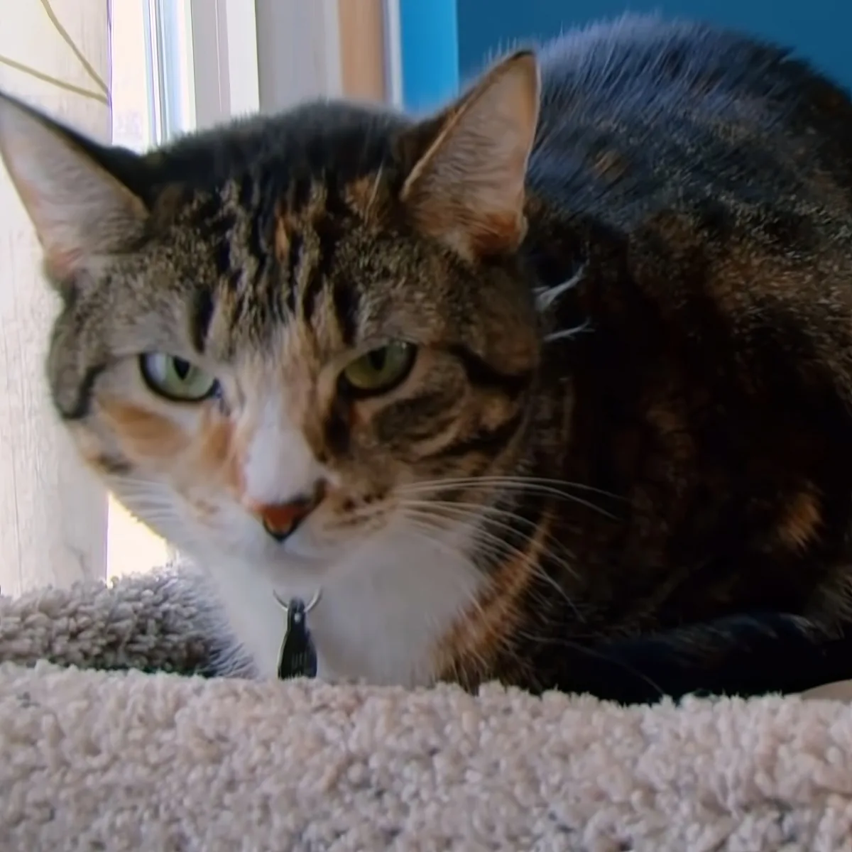 A calico cat with green eyes and a white chest is sitting on a beige carpet, looking directly at the camera.