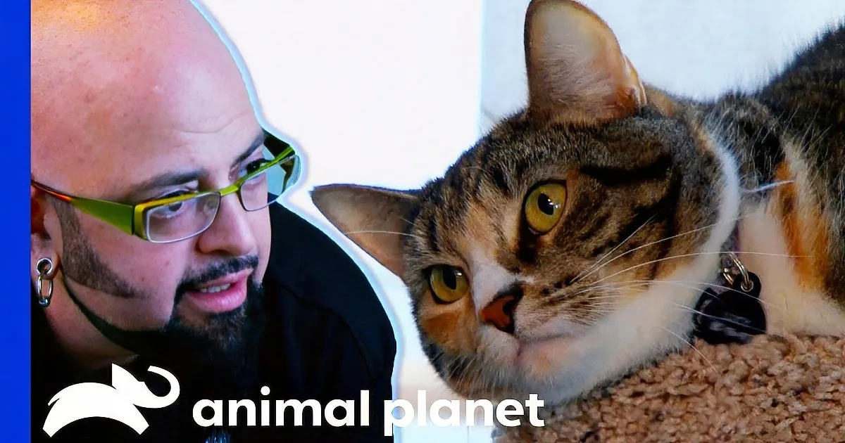 Jackson Galaxy Uses Groundbreaking ''Blinking'' Technique to Calm a Feisty Cat
