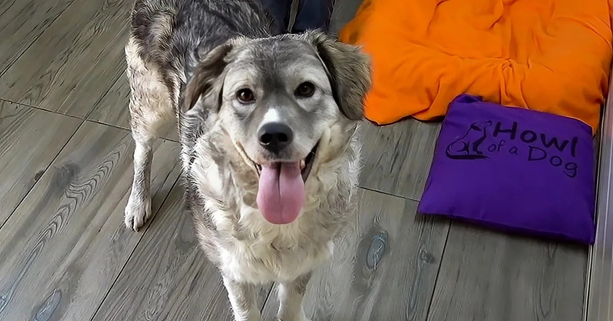 A happy, panting dog with a mix of gray and white fur stands on a wooden floor, looking directly at the camera.