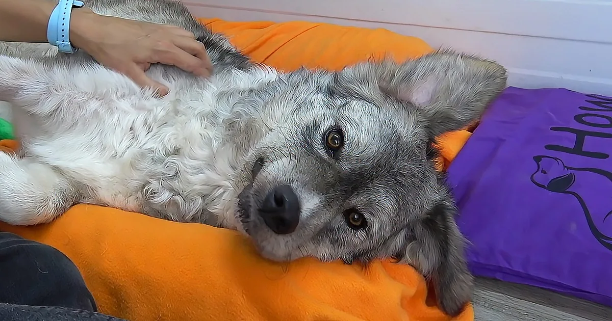 A relaxed dog with gray and white fur lies on an orange blanket, being petted by a person.