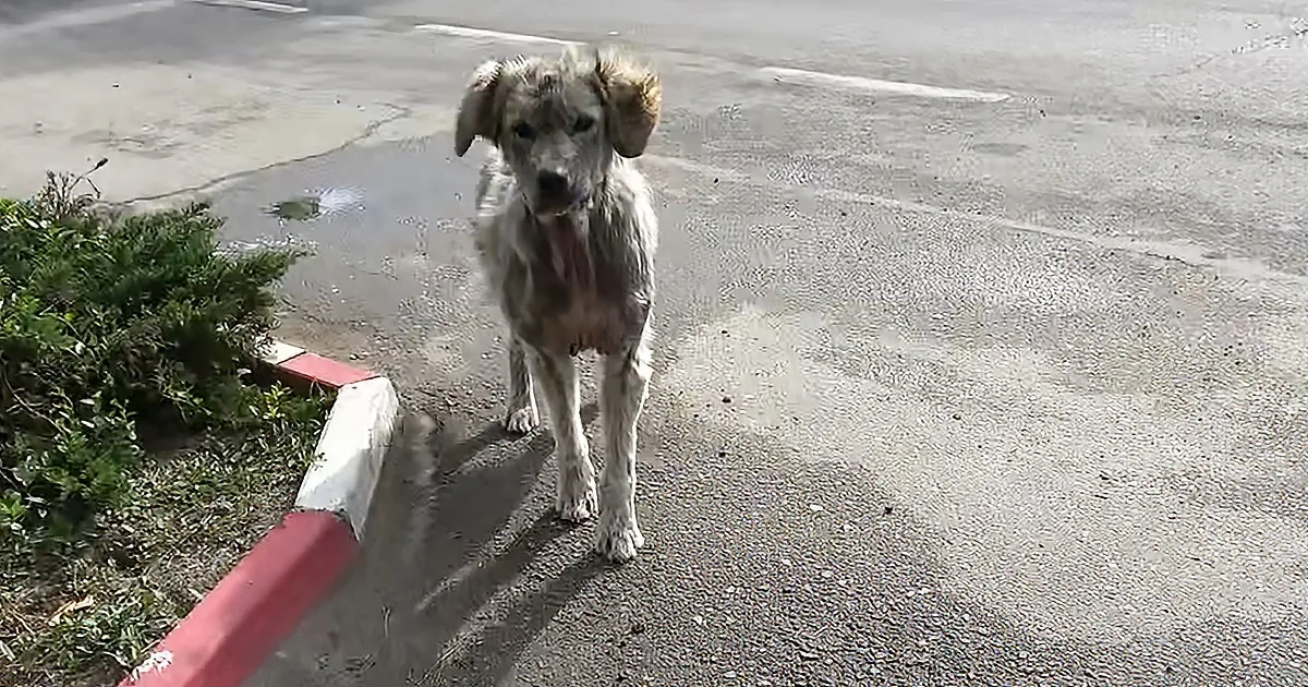 A scruffy dog stands on a wet pavement near a red curb, looking directly at the camera.