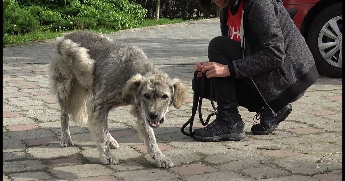 Rescued Stray Dog Undergoes Tremendous Transformation in 3 Months