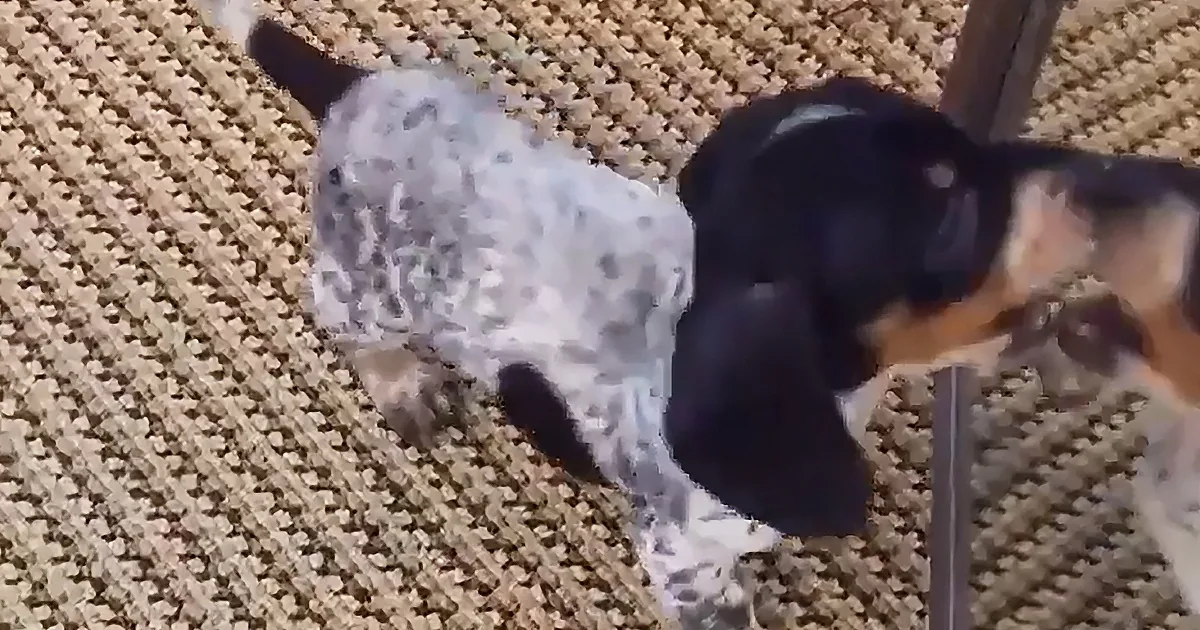 A black and white dog is interacting with a stick on a textured carpet.