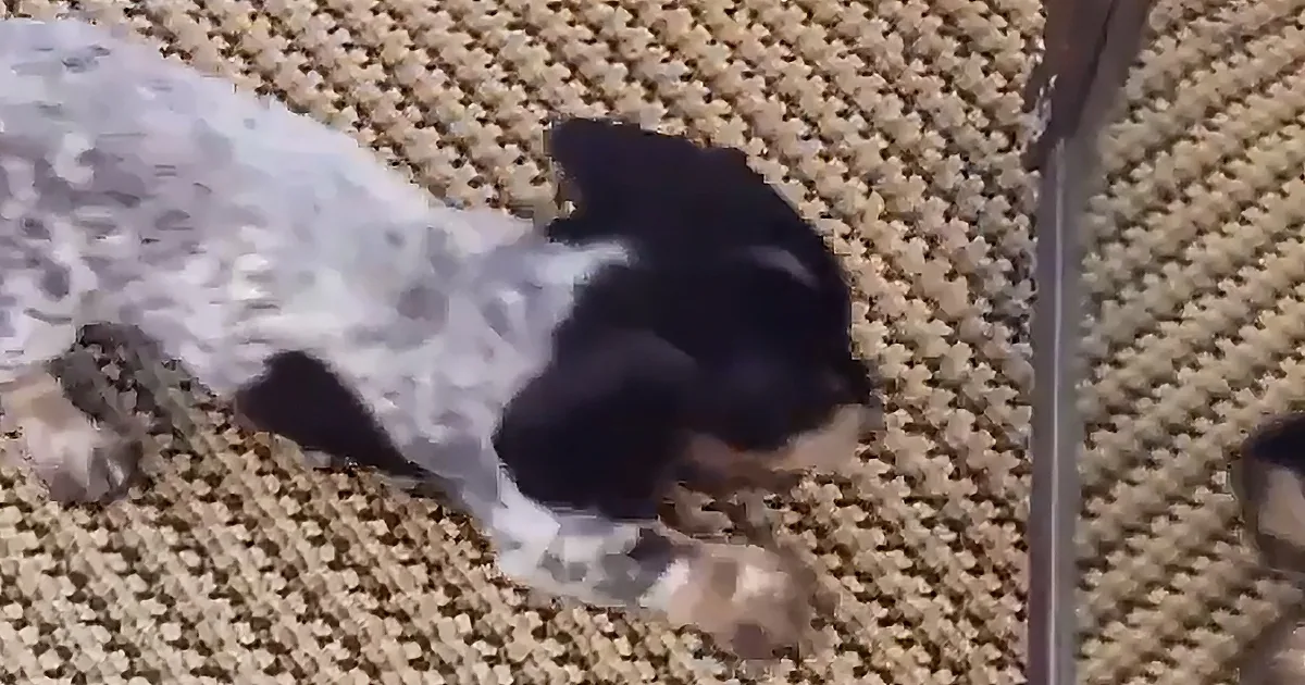 A black and white dog is lying on a beige carpet, looking relaxed.