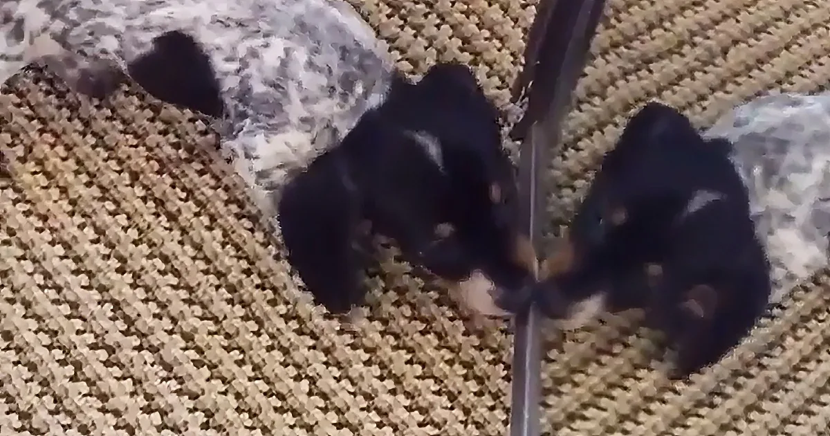Two black puppies are playfully interacting with a metal pole on a textured surface.
