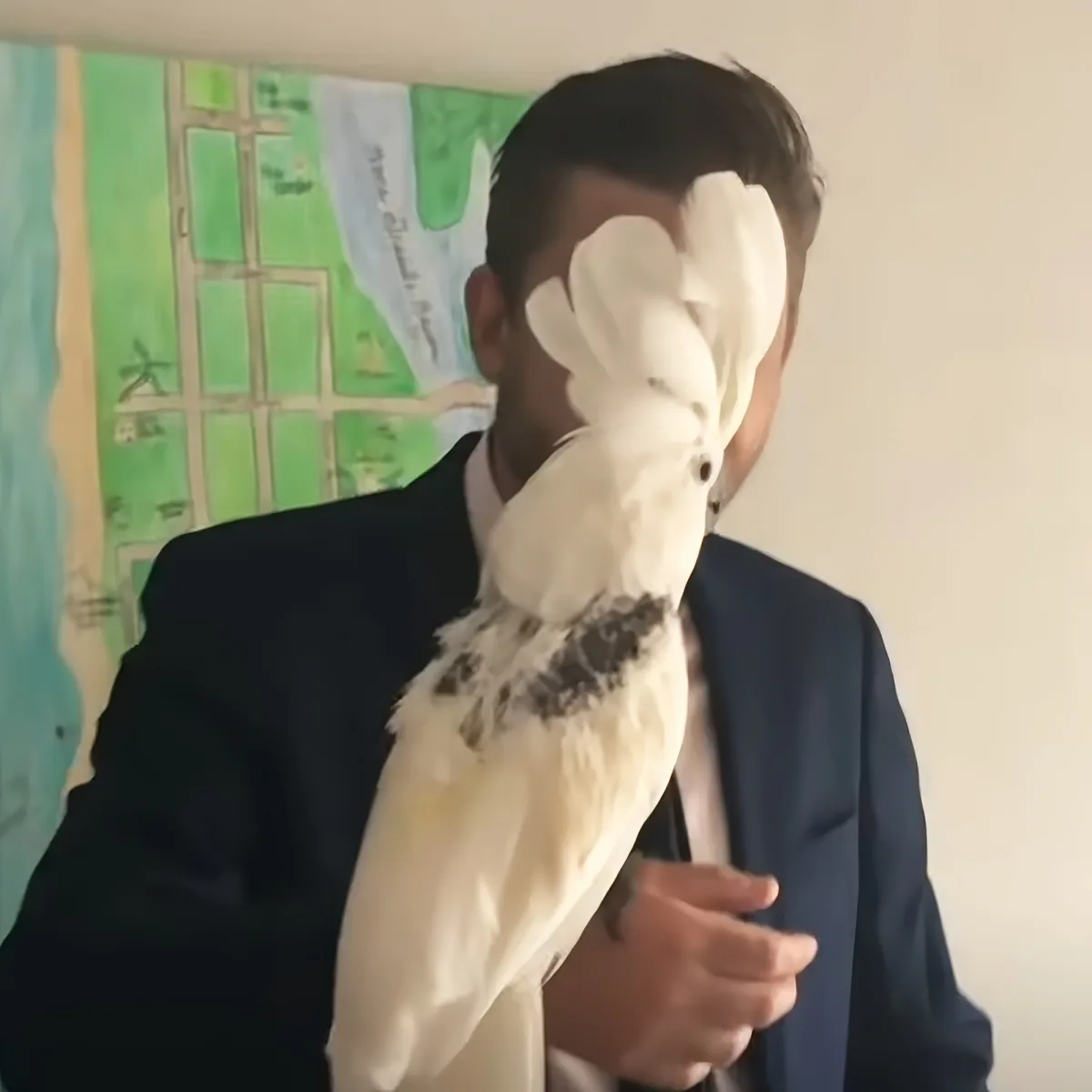 Cockatoo with dad