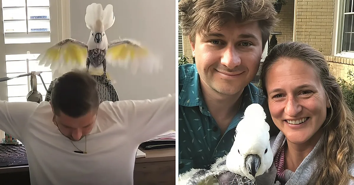 A man is playfully interacting with a cockatoo, while a couple smiles with their pet cockatoo in a cozy setting.