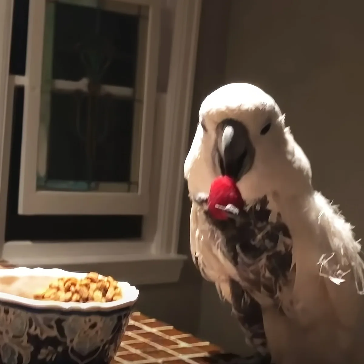 A white cockatoo with a red ring on its leg is perched near a plate of food.