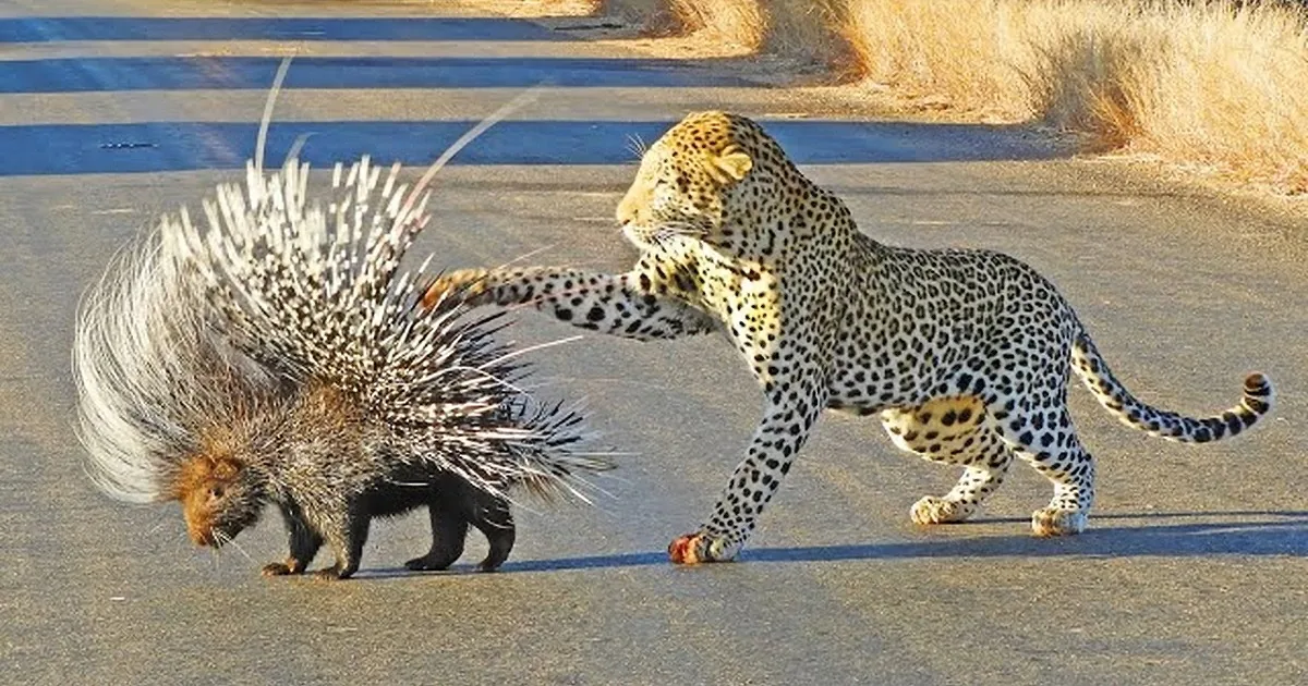 Porcupine Faces off Against Leopard in the Middle of the Road