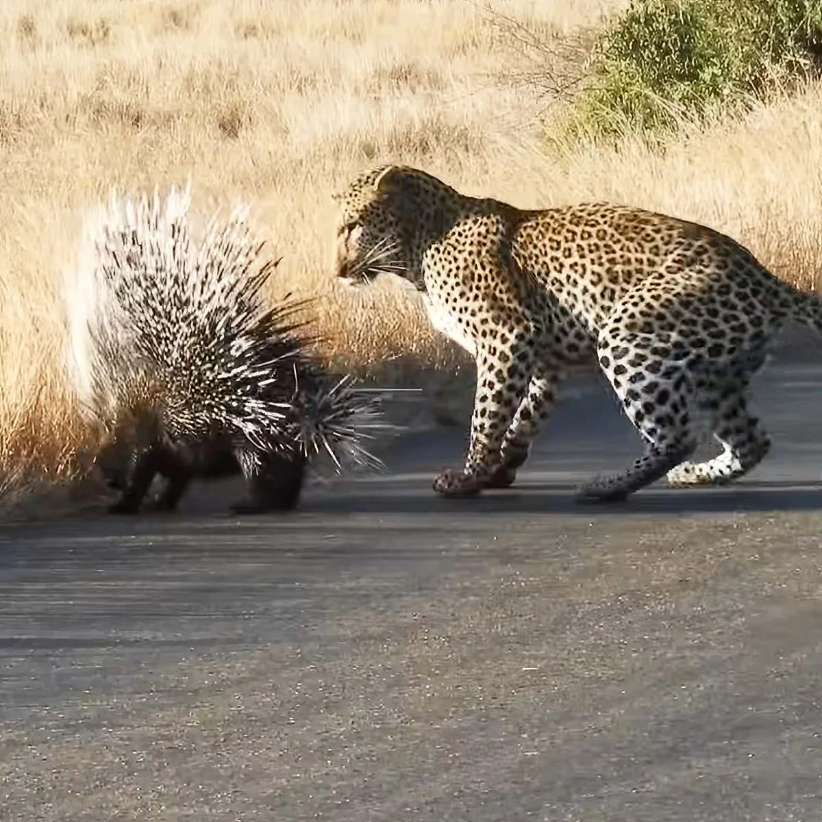 Porcupine and leopard
