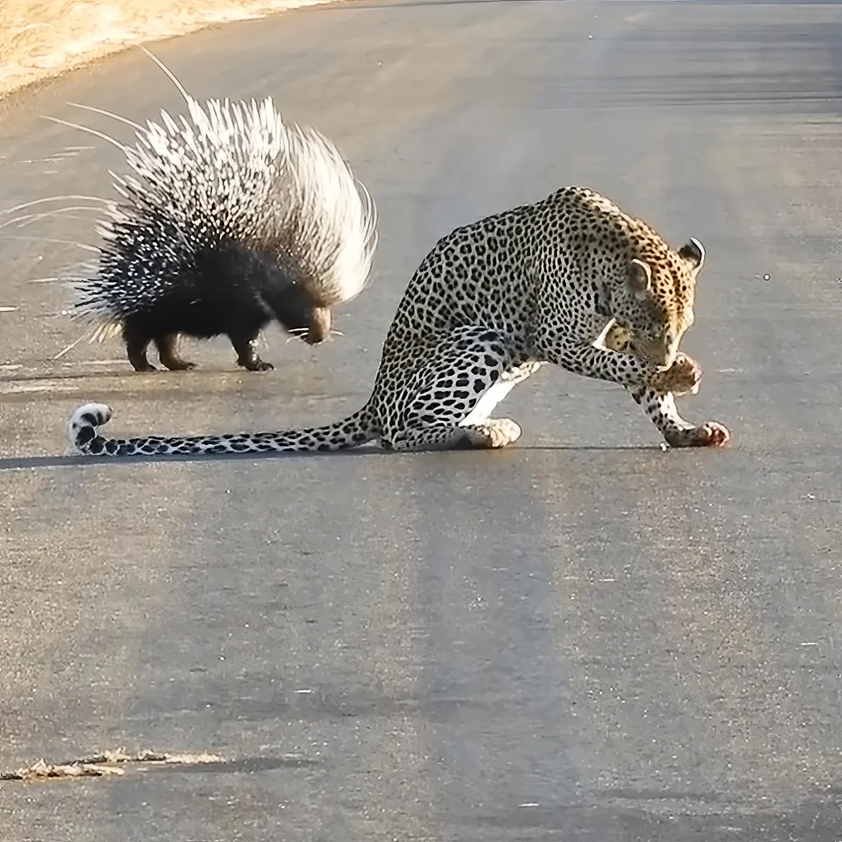 Porcupine and leopard